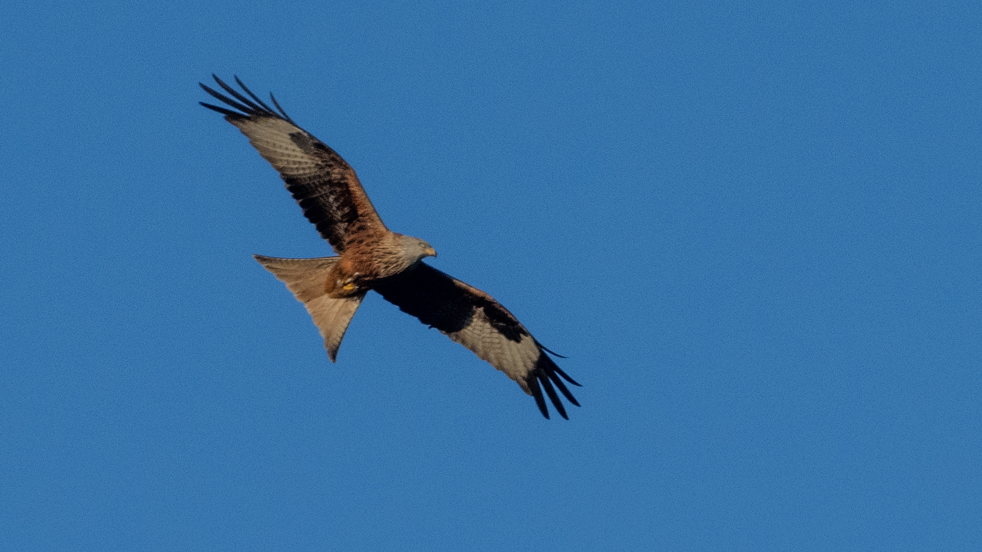 Red Kite
